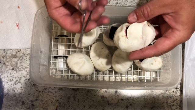 Ball Python Clutch #1 of 2022 Ivory Het Clown x Normal смотреть онлайн