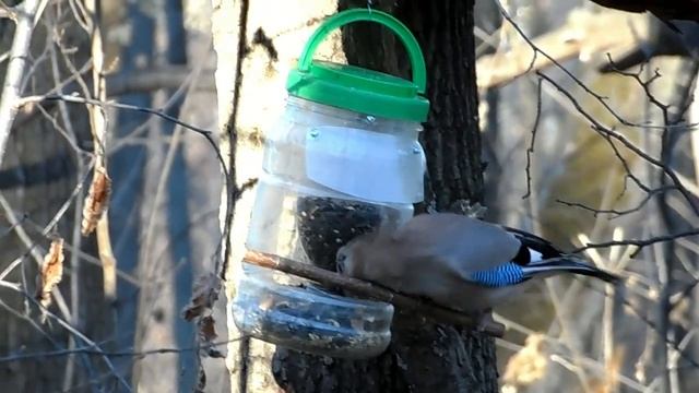 Сойка на кормушке смотреть онлайн