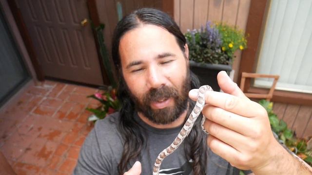 🐍Cloud Colubrids ships out some amazing Cornsnakes ordered from Morphmarket. смотреть онлайн
