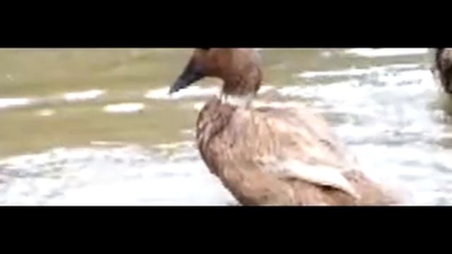 FUJIFILM FINEPIX HS20EXR Slow motion смотреть онлайн