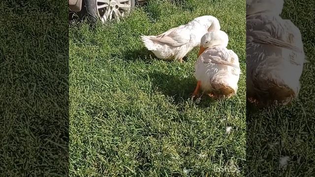 Черри - Велли.