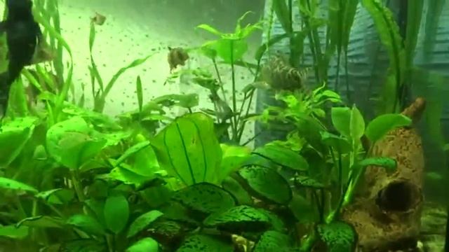 Боция Лохаката, Боция -клоун аквариумные рыбы смотреть онлайн