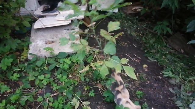 Домашний приют. Два рыжих кота не уживаются вместе, кормлю в разных местах смотреть онлайн