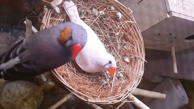 Птинец  Амадины 8 дневный