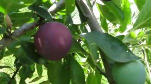 Слива Гильберт