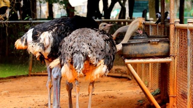 ЮАР. Летим в Кейптаун и Йоханнесбург. Бизнес, культура, история и языки ЮАР   #ЮАР #Кейптаун #бизне