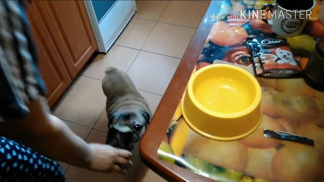 Мопсу Игреку 11 лет! смотреть онлайн