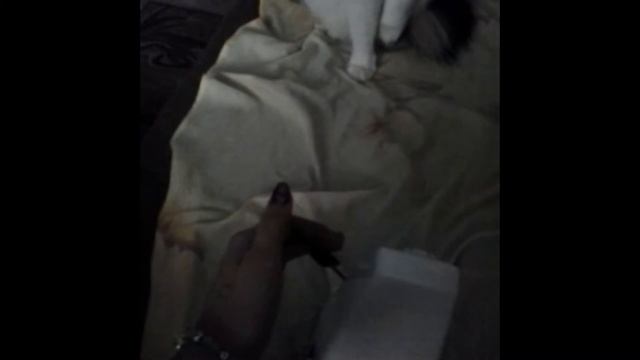 Кошка и метроном(смотреть до конца) смотреть онлайн