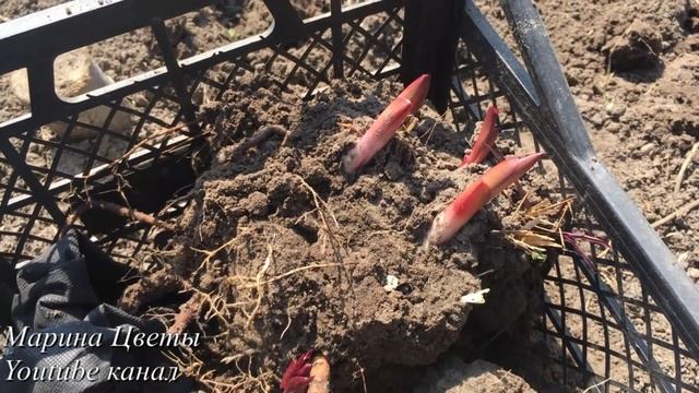 Пион - Пересадка весной. смотреть онлайн