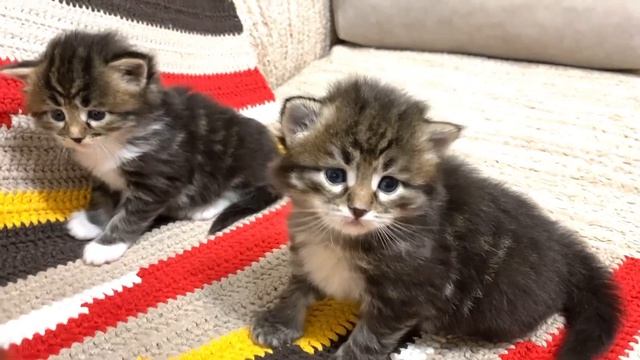 Сибирские котята Gladness Ray . Отрада и Опал,три недели. смотреть онлайн
