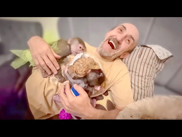 Люська стащила целый пакет миндаля и принесла лакомство Степашке и Воаду! Добрая девочка, ПОДЕЛИЛА смотреть онлайн