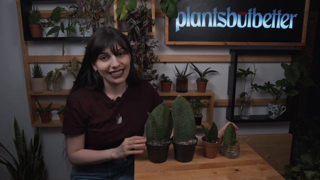 Sansevieria Whale Fin Care (Sansevieria Masoniana)