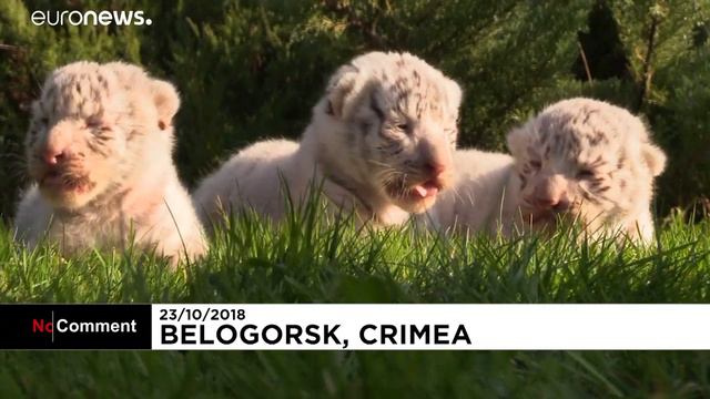 Редкие крымские тигрята смотреть онлайн