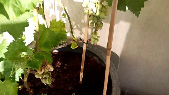 ОГОРОД на Балконе в Израиле - что происходит? смотреть онлайн