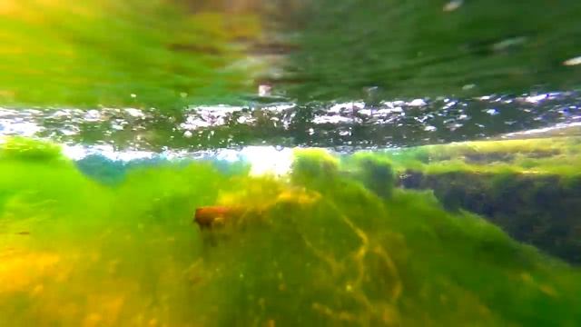 [EMV] - ШАРИК С ОРБИЗАМИ|ДЕЛАЕМ ЭКСПЕРИМЕНТЫ НАД ШАРИКОМ С ОРБИЗАМИ.