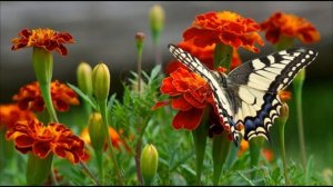 Чорнобривців насіяла мати — Українська народна пісня.