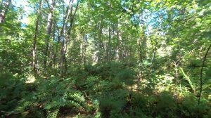 КОРЕНЬ ЖИЗНИ ЖЕНЬШЕНЬ/ПОИСКИ ЖЕНЬШЕНЯ/НАШЛИ БРЕВНО ВЕШЕНОК