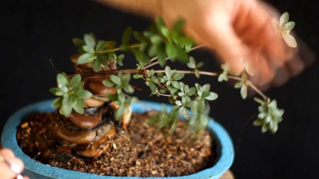 Azaleia sobre Rocha - Lilly - sekijoju (Rhododendron simsii) vídeo 1 смотреть онлайн
