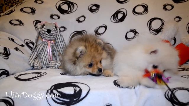 Кого выбрать? Мальчика или девочку? Рыжий или бело-кремовый померанский шпиц? смотреть онлайн