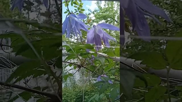 княжик Сесіль смотреть онлайн