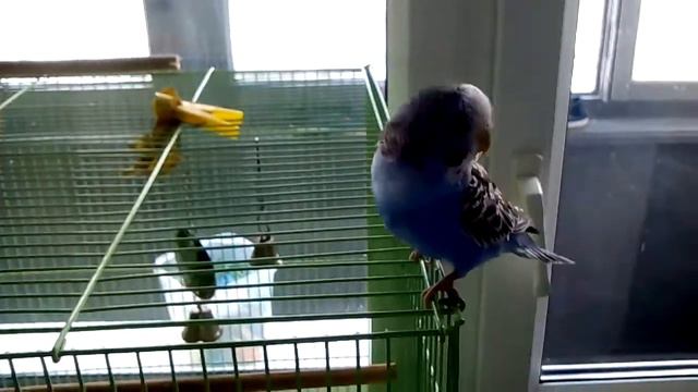 Попугай Вилли говорит на своем языке .