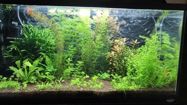 Сапфировый попугай, рост растений смотреть онлайн