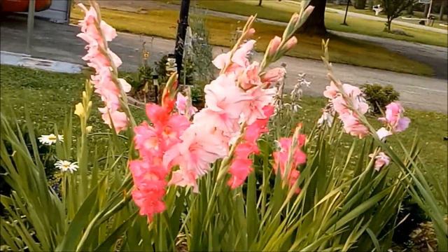 Different colors of Gladiolus Perennial flowers that come back year after year смотреть онлайн