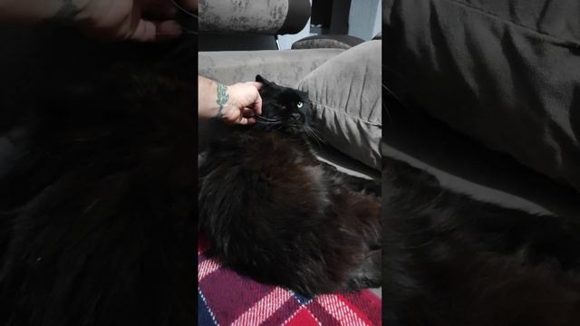 мой любимый Чёрный кот породы Майкун очень нежный и игривый смотреть онлайн