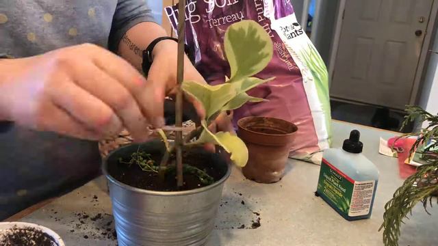 Adding support stake to Peperomia смотреть онлайн