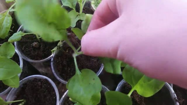Как прищипывать петунию. смотреть онлайн