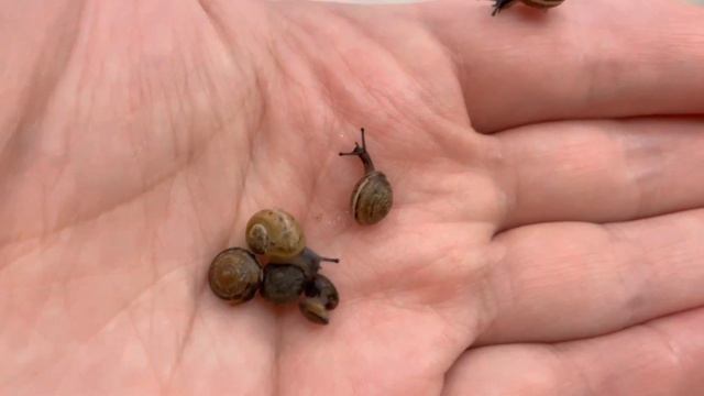 Улитята , которые живут на даче! смотреть онлайн