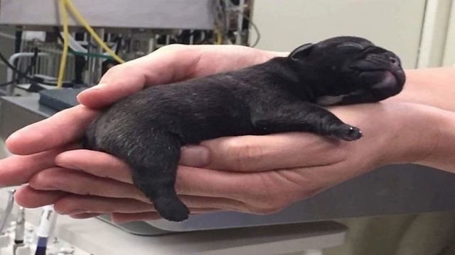 Кошка родила котят, через 8 дней хозяин заметил, что на одного малыша стало больше. Это не котёнок смотреть онлайн