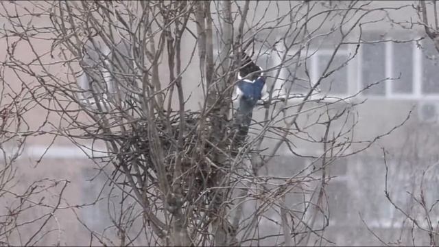 Дом построить. Сорока строит гнездо. смотреть онлайн
