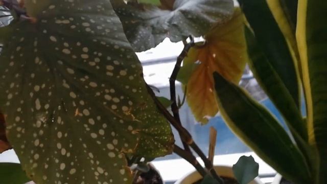 КАК СПАСТИ РАСТЕНИЕ ПРИ ПЕРЕЛИВЕ? ПЕРЕКИСЬ ВОДОРОДА - УДОБРЕНИЕ РАСТЕНИЙ смотреть онлайн