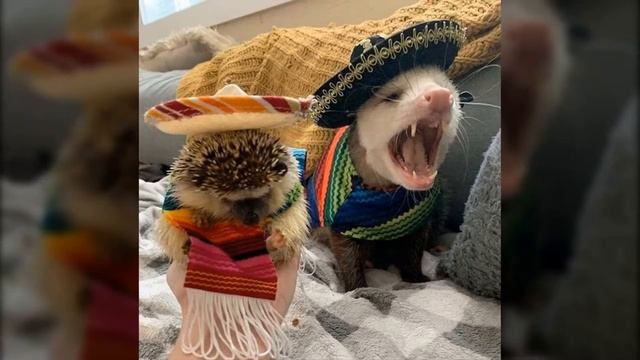 Поссум или опоссум теперь вы их точно не перепутаете смотреть онлайн