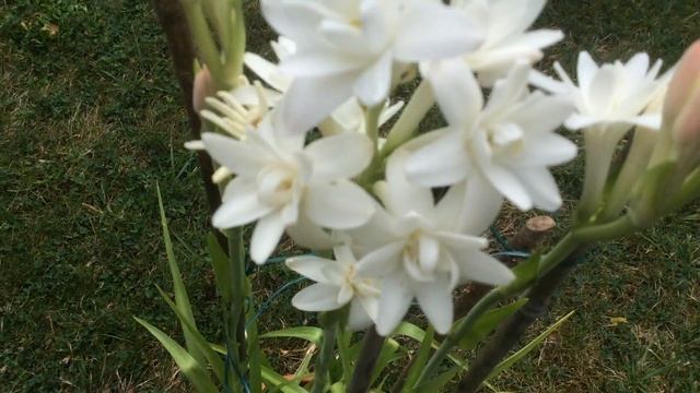 Tubéreuse Blanche Double La perle 'Polianthes tuberosa The Pearl' Parfum des Dieux à porter au Nez смотреть онлайн