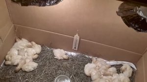 5 суточные индюшата,индюшки,индейки,индюки