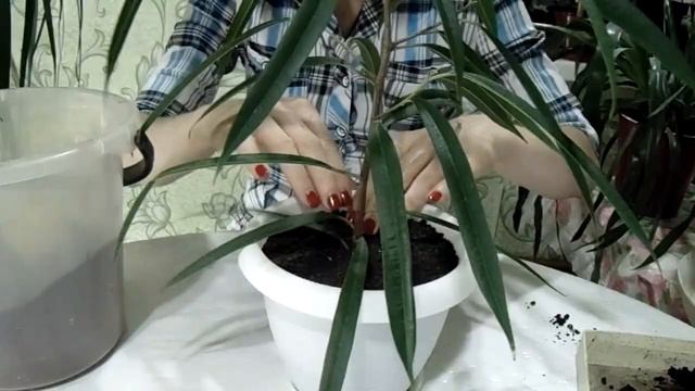 Пересадка фикуса Али.