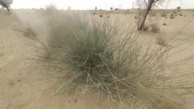 रेगिस्तान के पौधों पर बनाया गया अद्भुत वीडियो | desert plant | Thar Desert | desert tree смотреть онлайн