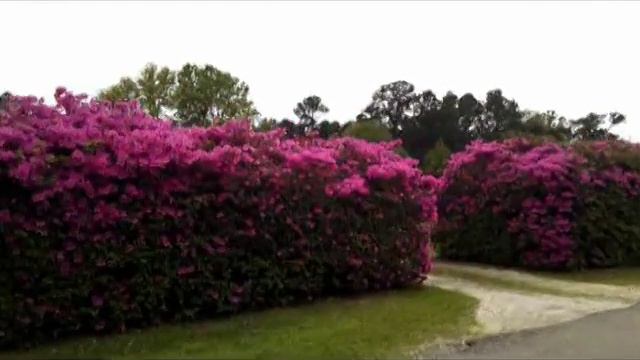 Azalea Privacy Fence смотреть онлайн