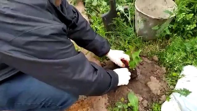 Приехали сеянцы абрикоса в Башкирию. 12.06.21 смотреть онлайн