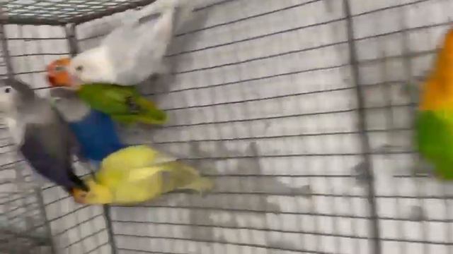 angry birds ganeg ⭐⭐⭐ смотреть онлайн
