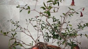 Комнатный гранат. Подробности ухода