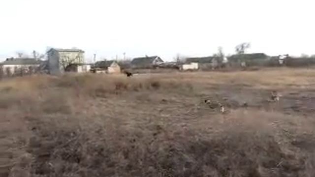 Жеребенок бегает по огороду