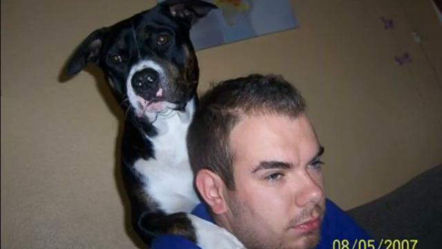 Pit Bull / Am Staff / Staff Bull смотреть онлайн