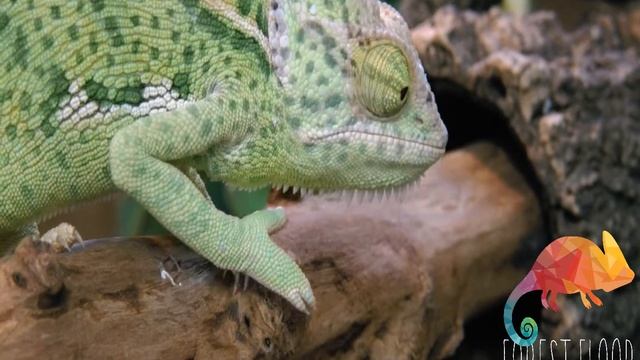 Yemen Chameleon (Chamaeleo Calyptratus)