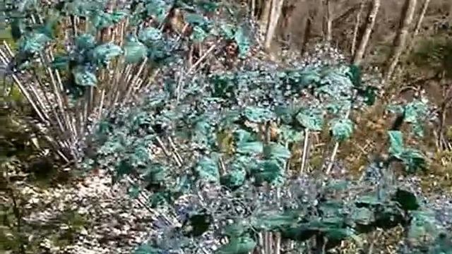 Япония. «Стеклянный лес» в Хаконэ. смотреть онлайн