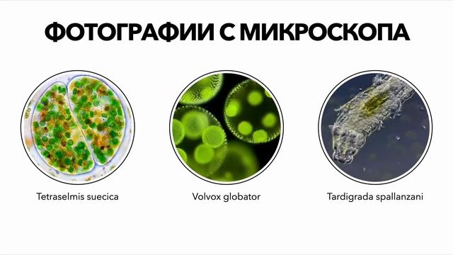 Преподаватель olimp.school Минеев Евгений. смотреть онлайн