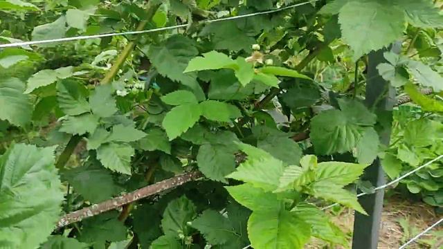 ежевика Карака Блэк начал зреть