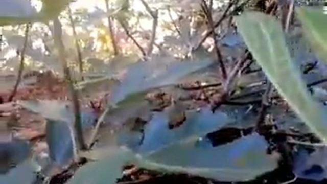 Инжир Муасон.(Крымский черный) смотреть онлайн